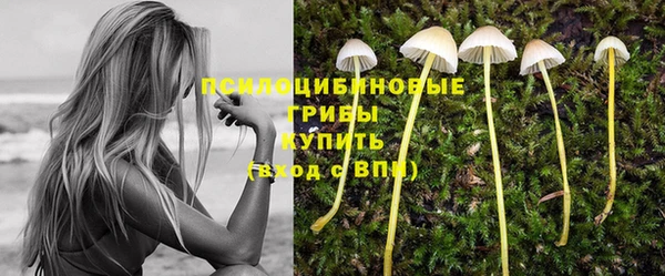прущие грибы Армянск